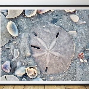 Seashell Fine Art Print, Sand Dollar Wall Art, Sand Dollar Home Decor, Nautical Marine Sea Life Beach House, Coastal Beach House Decor