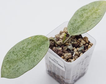 Hoya Publicalyx Albomarginata Splash Rooted Active Growth Point +