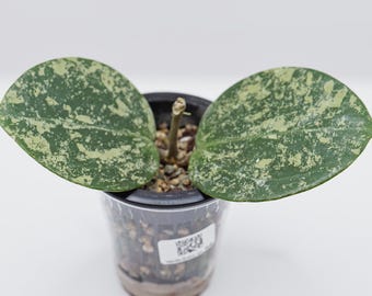Hoya Curtisii Albomarginata Rooted Active Growth Point + Free