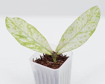 Hoya Sp. Kalimantan Mini Coin Silver Splash Rooted Active Growth