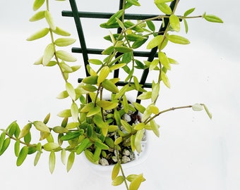 Hoya Engleriana UNROOTED Cutting Rare Hoya