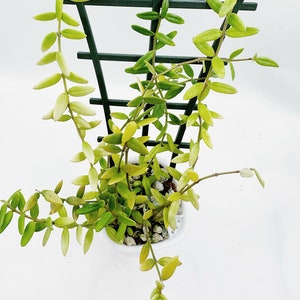 Hoya Engleriana UNROOTED Cutting Rare Hoya