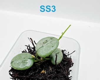Hoya Lyi Noid - Etsy