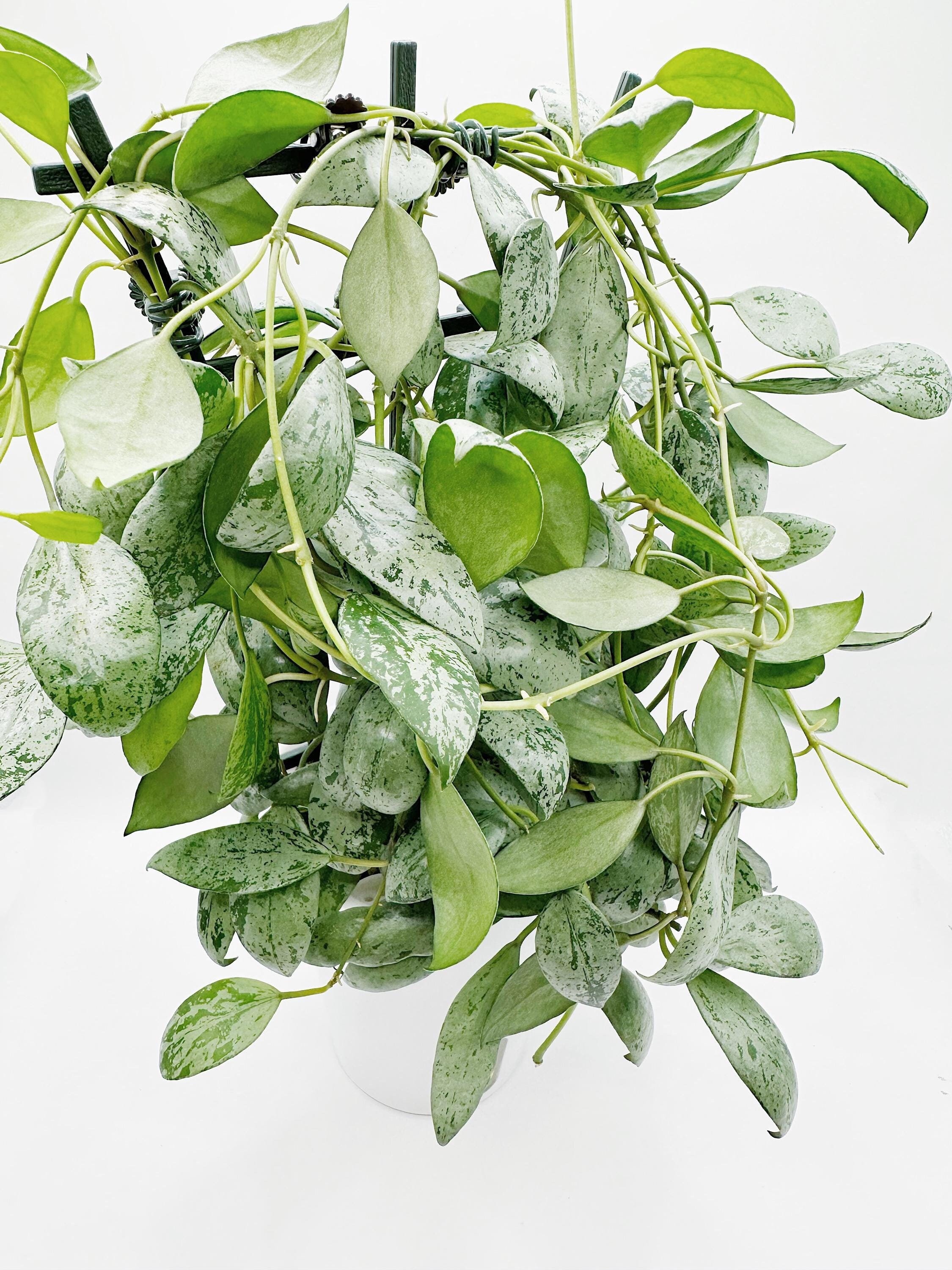 Hoya Lacunosa Sulcata UNROOTED Cutting Rare Hoya - Etsy