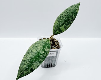 Hoya Publicalyx Albomarginata Splash Rooted Active Growth Point +