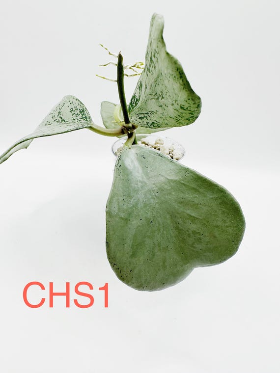HOYA ロヘリ 250808 21 Hoya Sulawesi Gps 8867 (((hoya)))) Phyto-vet///// - Etsy