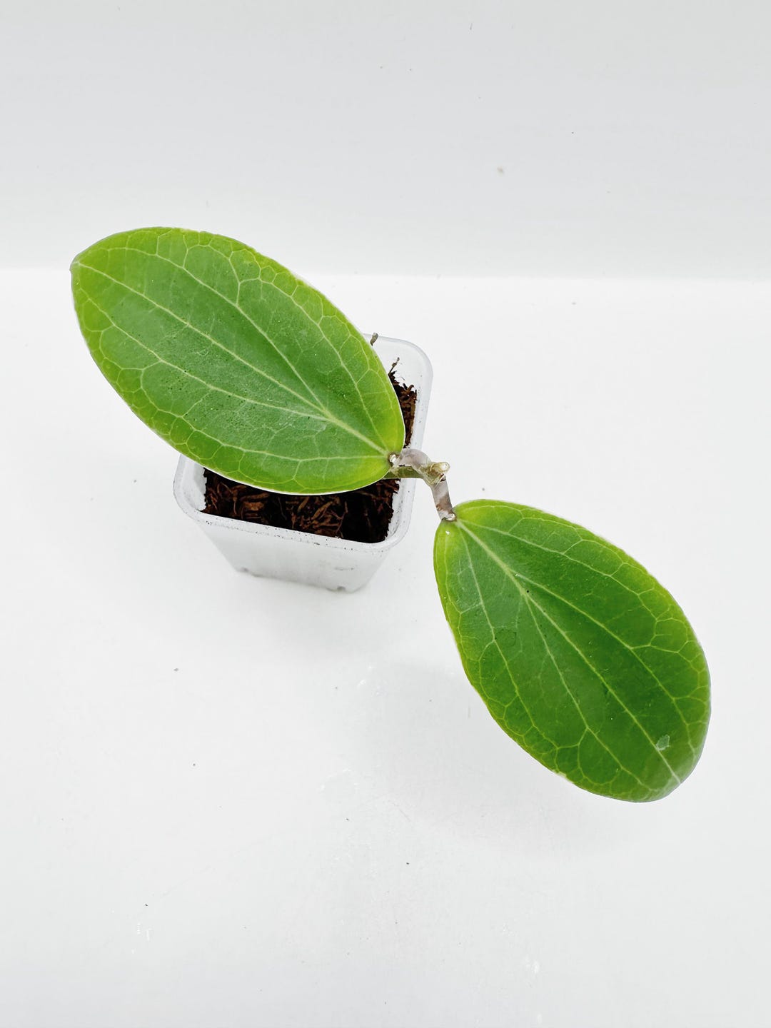 Very Rare Hoya Camphorifolia Albomarginata Rooted + Free