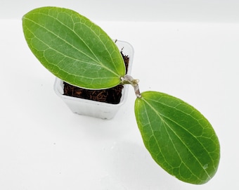 Very Rare Hoya Camphorifolia Albomarginata Rooted + Free