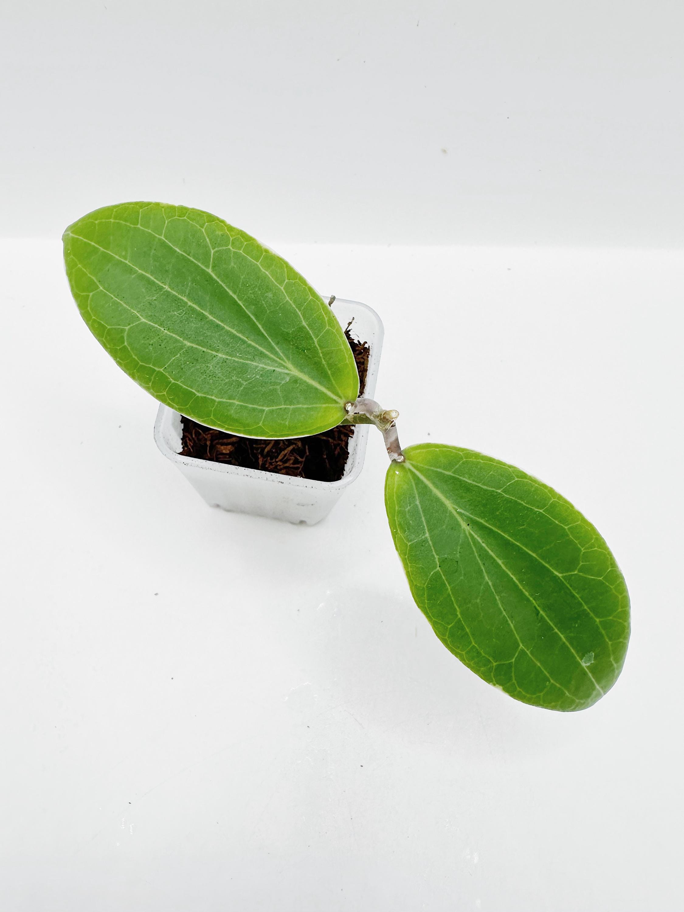 Very Rare Hoya Camphorifolia Albomarginata Rooted + Free
