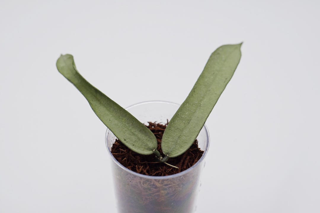 Hoya Pandurata Silver Rooted + Free Surprising Cutting/rare Hoya