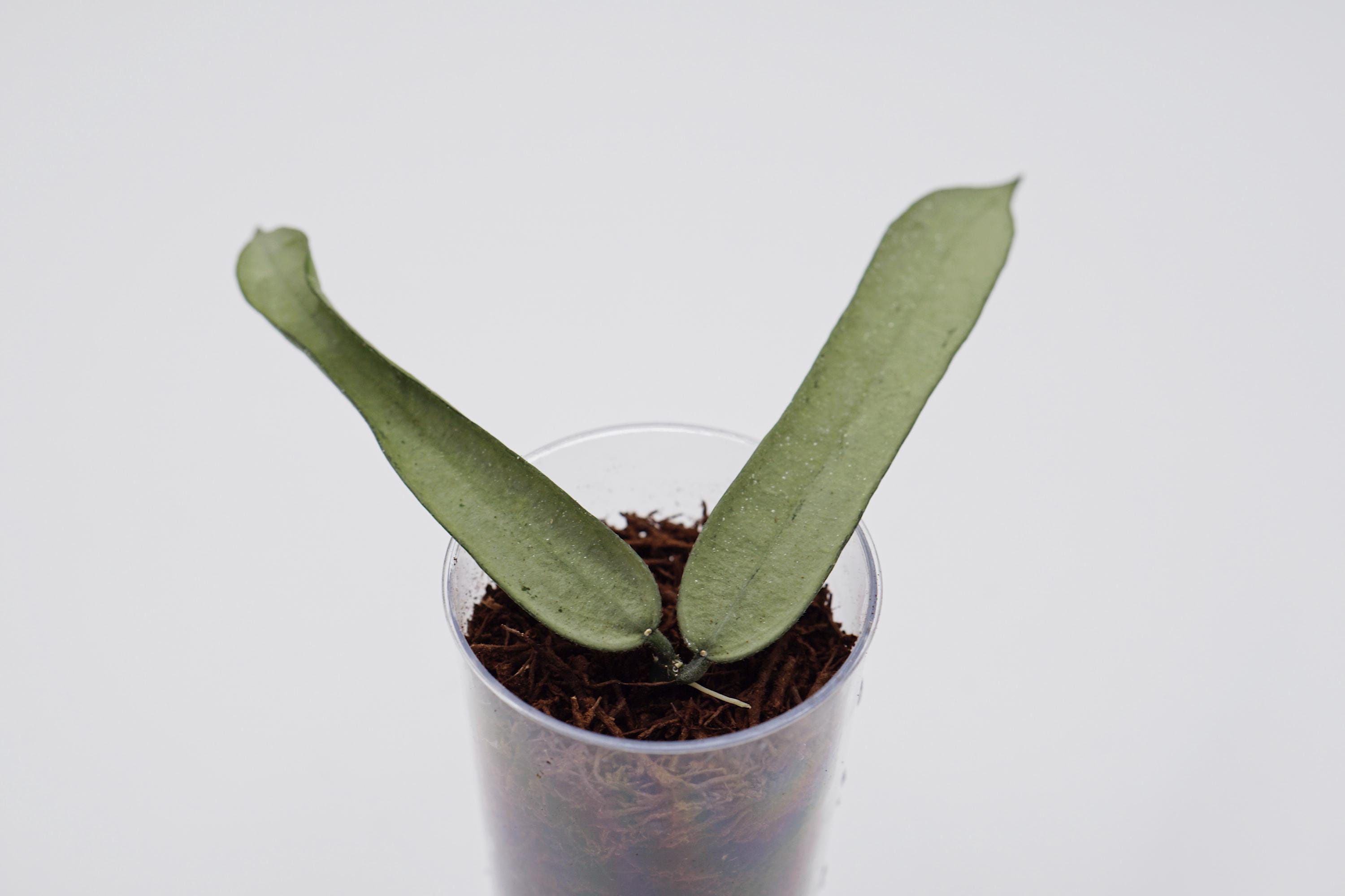 Hoya Pandurata Silver Rooted + Free Surprising Cutting/rare Hoya