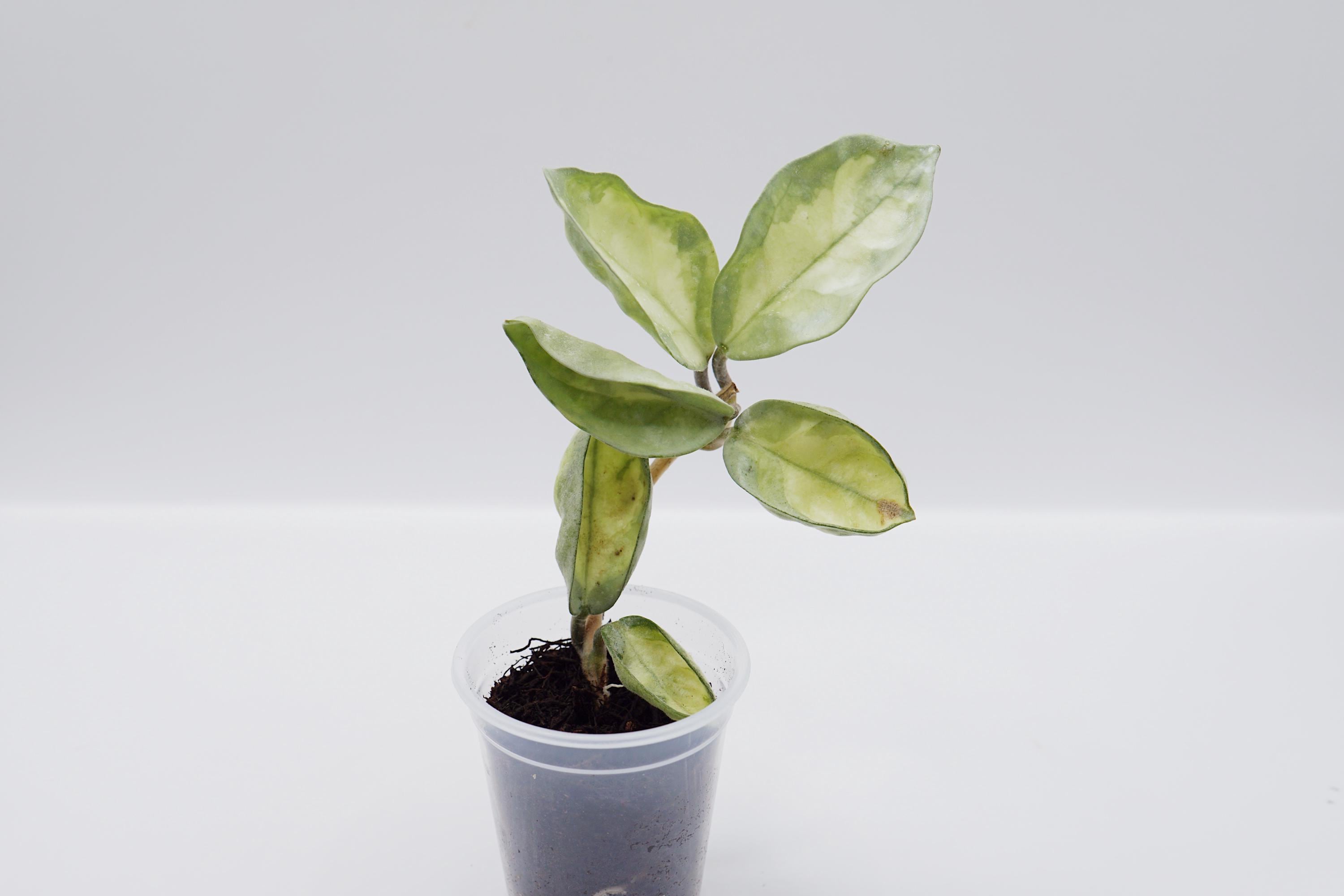 Hoya Argentea Princess - Etsy