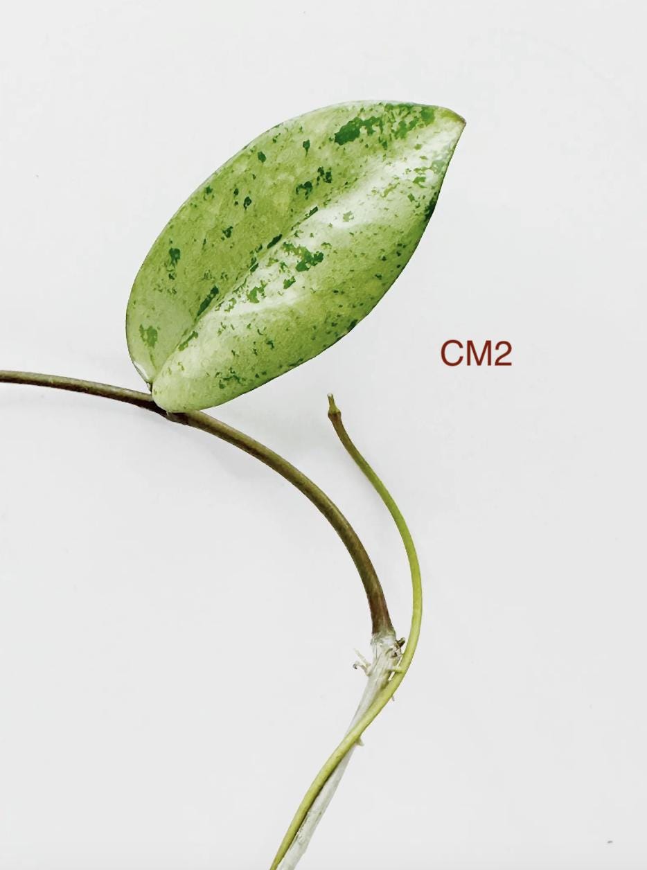 Hoya Crassipetiolata X Michele Splash Clone 2 Rooted Active Growth