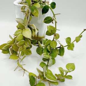 Hoya Lacunosa Peridot - Etsy