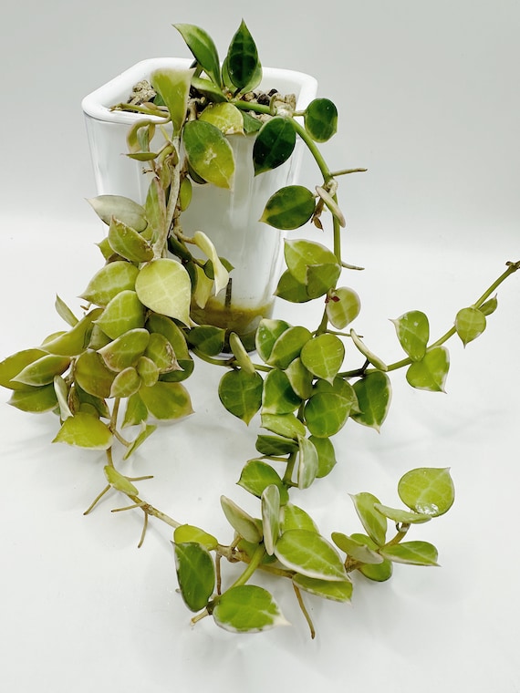Hoya Lacunosa 'asami' Clone 2 UNROOTED Cutting Rare Hoya - Etsy