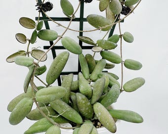 Hoya Sp. Kalimantan Mini Coin UNROOTED Cutting Rare Hoya - Etsy