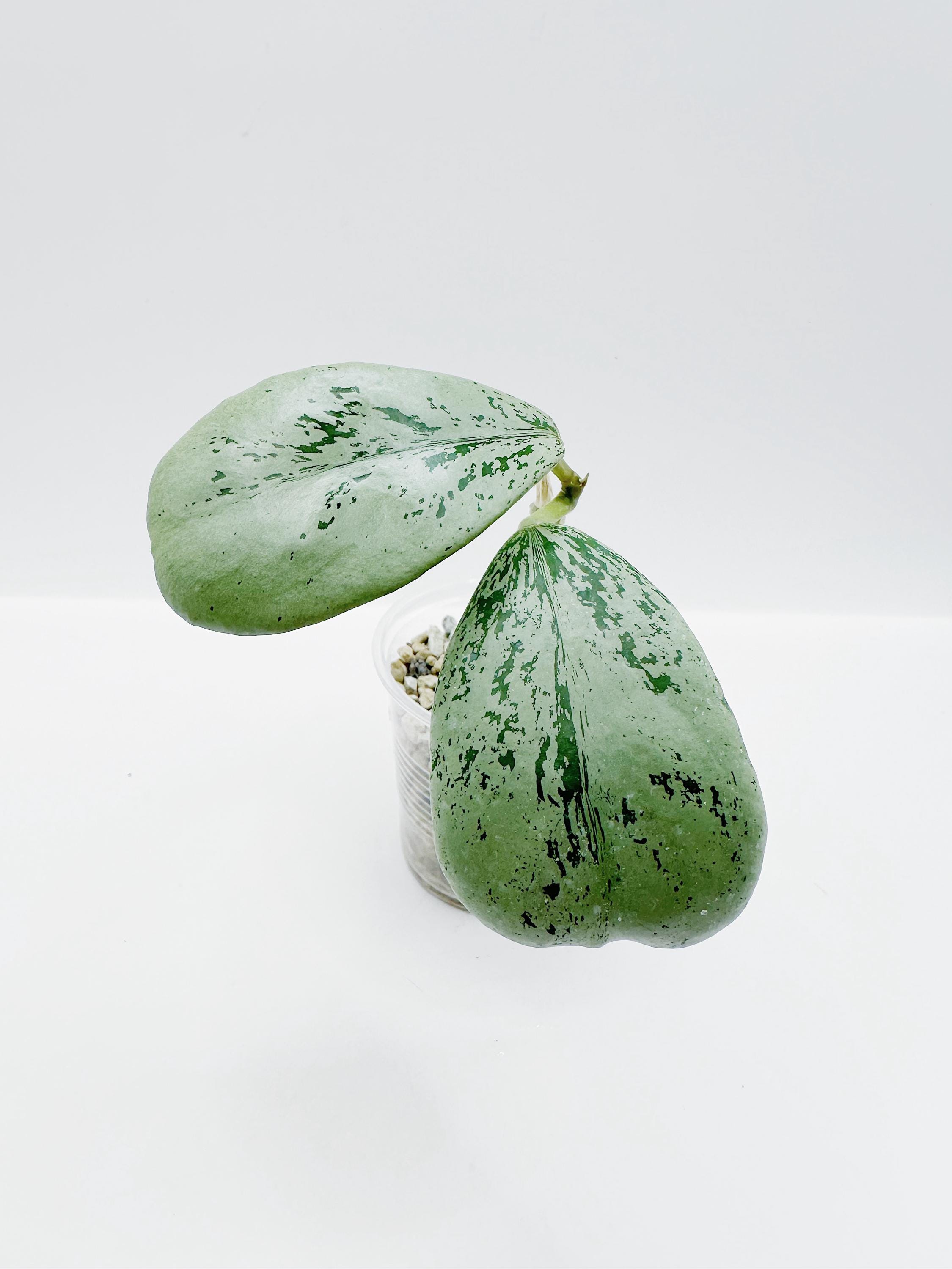 Hoya Chiang Dao Silver Rooted Active Growth Point + Free