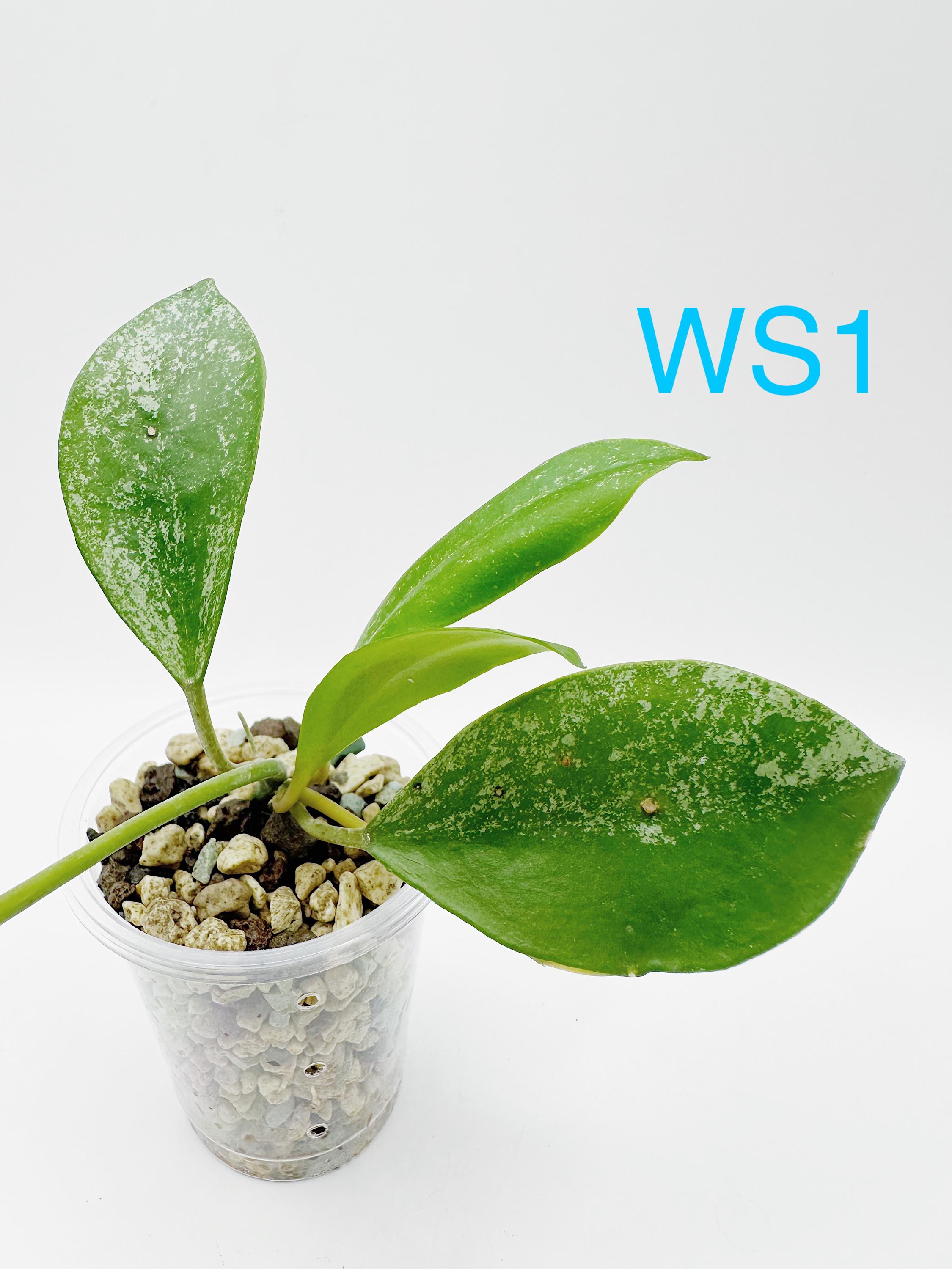 Hoya Walliniana Splash Rooted Active Growth Point + Free
