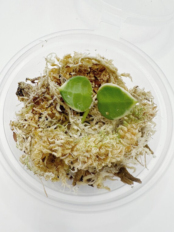 Hoya Lacunosa 'asami' Clone 2 UNROOTED Cutting Rare Hoya - Etsy