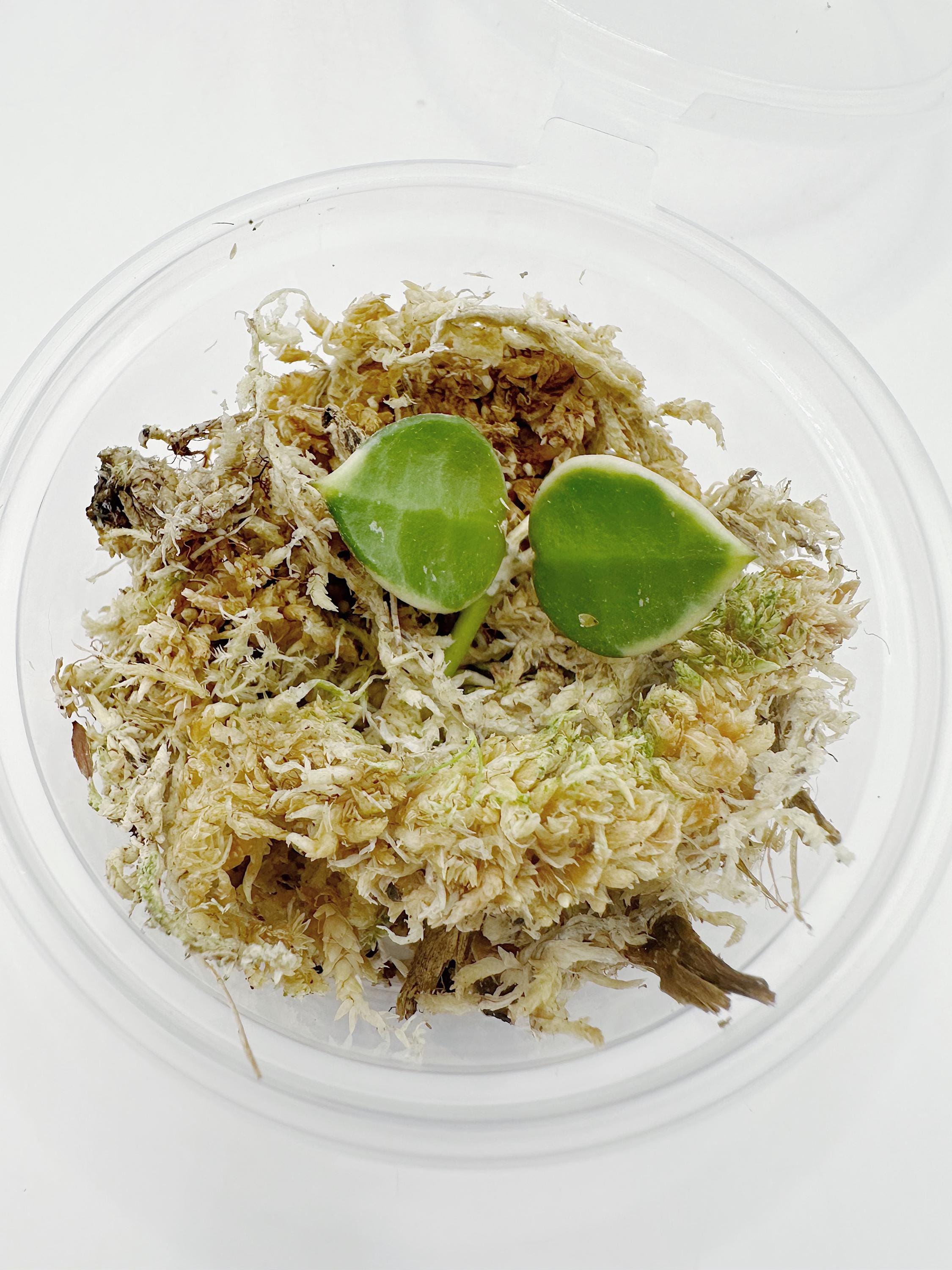 Hoya Lacunosa 'asami' Clone 2 UNROOTED Cutting Rare Hoya - Etsy