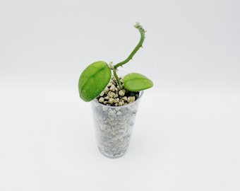 Hoya Edamame Rooted Active Growth Point + Free Surprising Cutting/Rare hoya/uncommon
