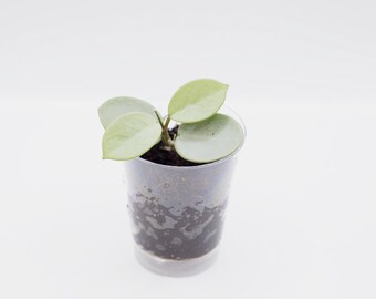Unrooted Fresh Cutting Mathilde “grey Fairy” - Etsy