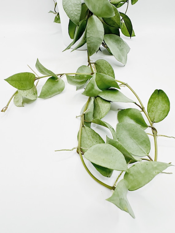 Hoya Lacunosa Louisa's Silver UNROOTED Cutting Rare Hoya - Etsy