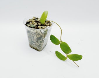 Hoya Spectatissima Rooted Active Growth Point + Free Surprising Cutting/Rare hoya/uncommon