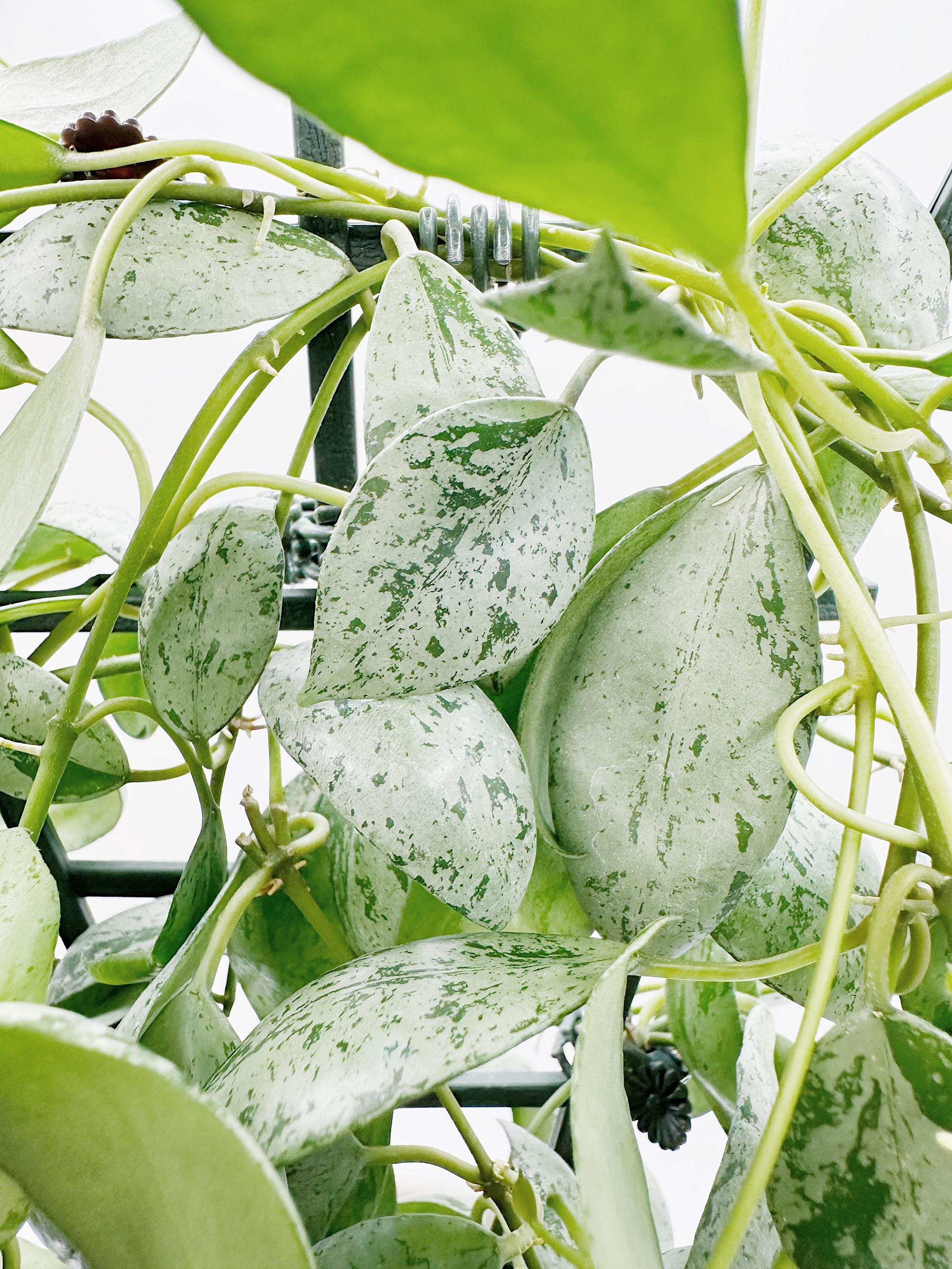 Hoya Lacunosa Sulcata UNROOTED Cutting Rare Hoya - Etsy