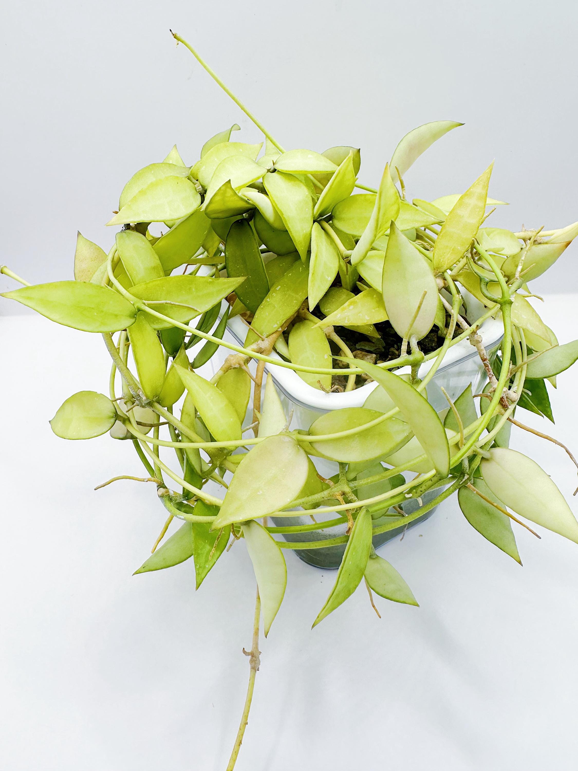 il_fullxfull.6915222966_7c1o.jpg
