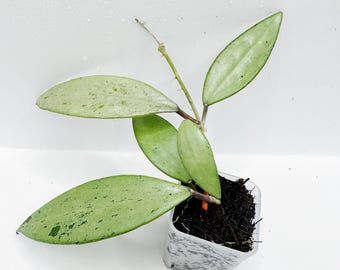 Hoya Curtisii Albomarginata Rooted Active Growth Point + Free