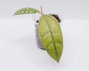 Hoya Publicalyx Albomarginata Splash Rooted Active Growth Point +