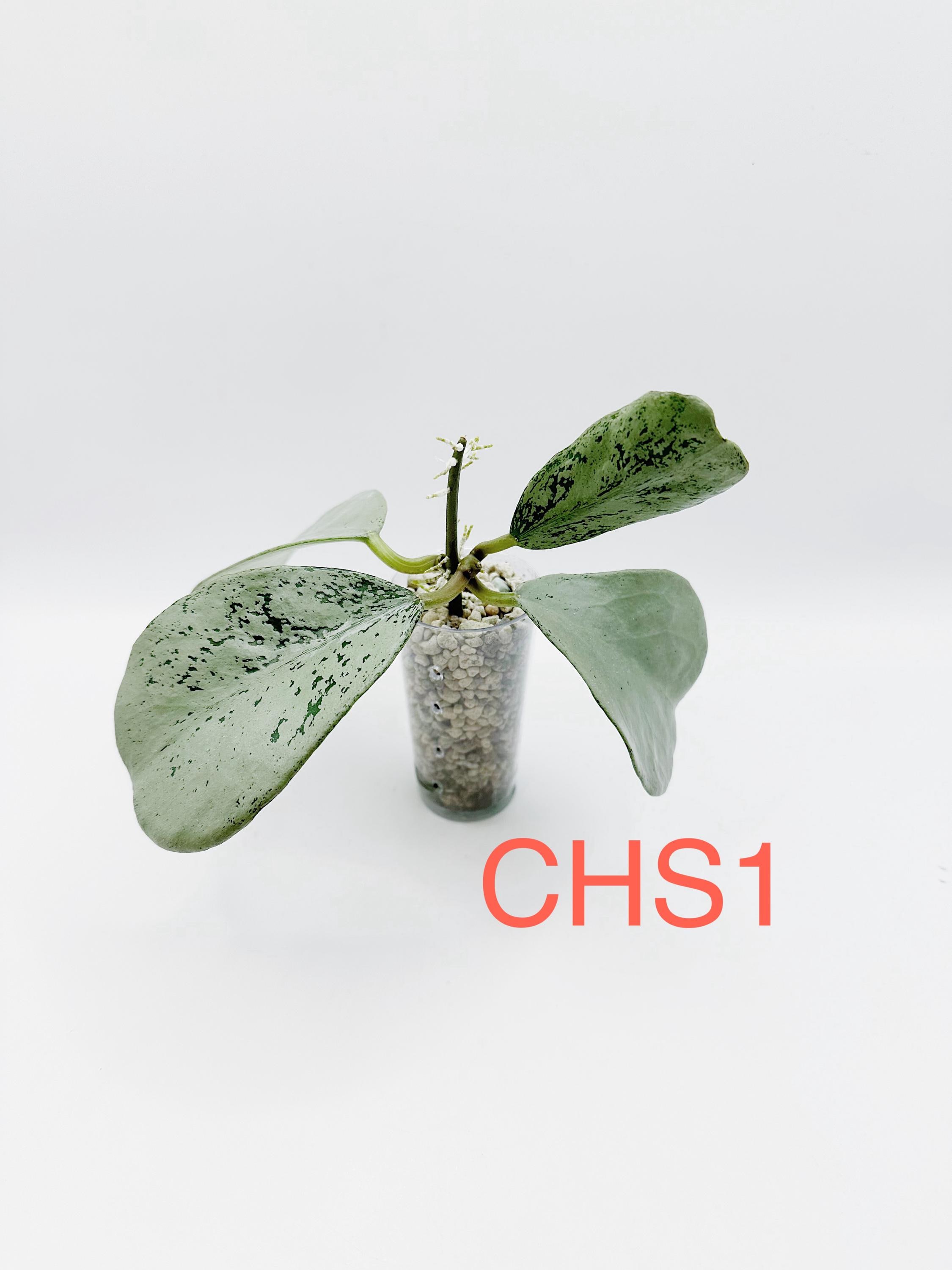 Hoya Sp. Chiang Dao Silver Rooted + Free Surprising Cutting