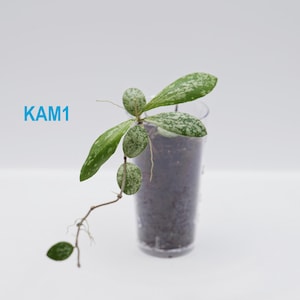 Hoya Sp Kalimantan - Etsy