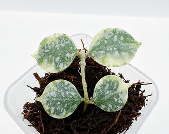 Hoya Curtisii Albomarginata Rooted Active Growth Point + Free