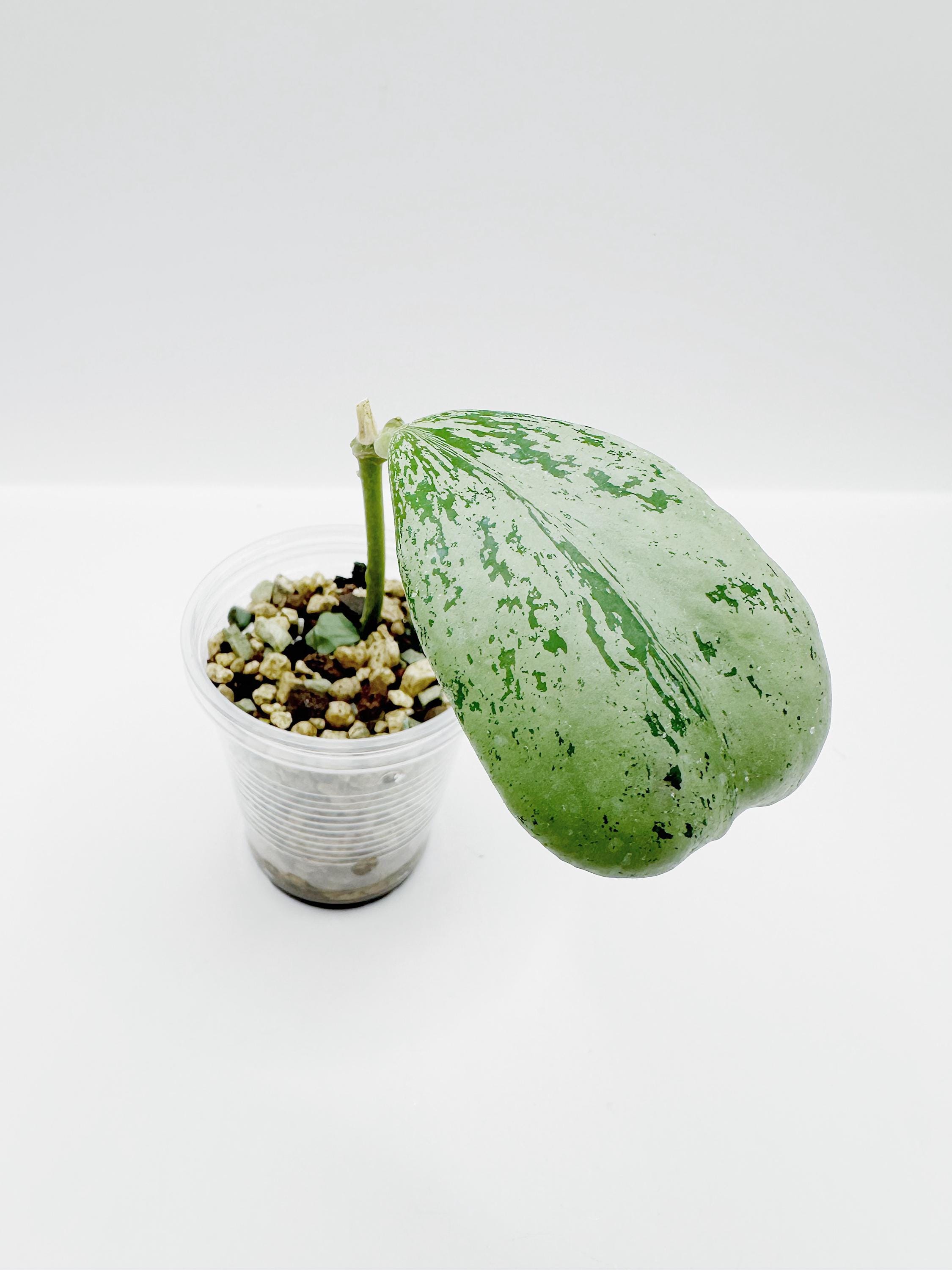 Hoya Chiang Dao Silver Rooted Active Growth Point + Free