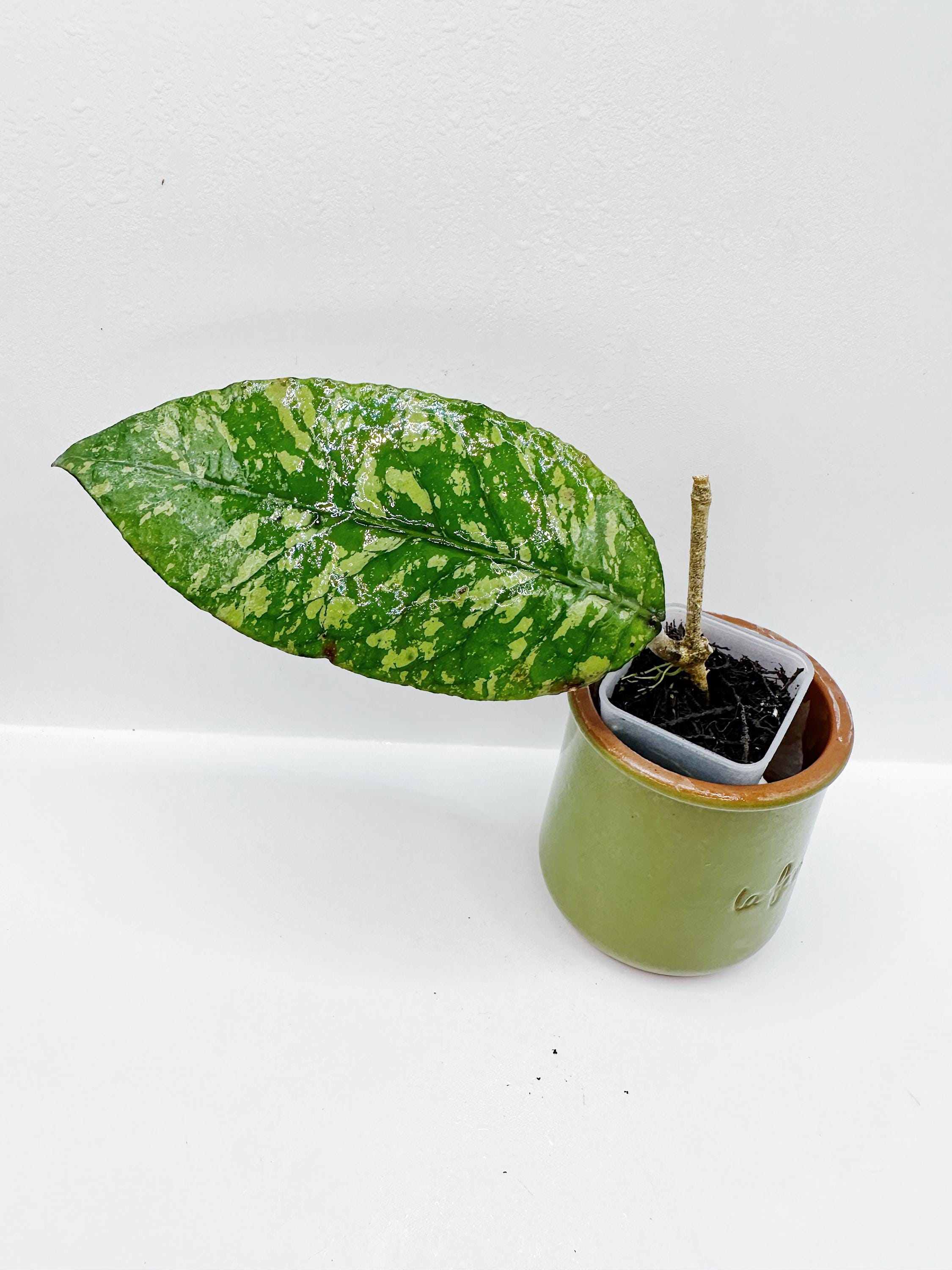 Hoya Sp. Aceh Oros Mayak Rooted Active Growth Point + Free