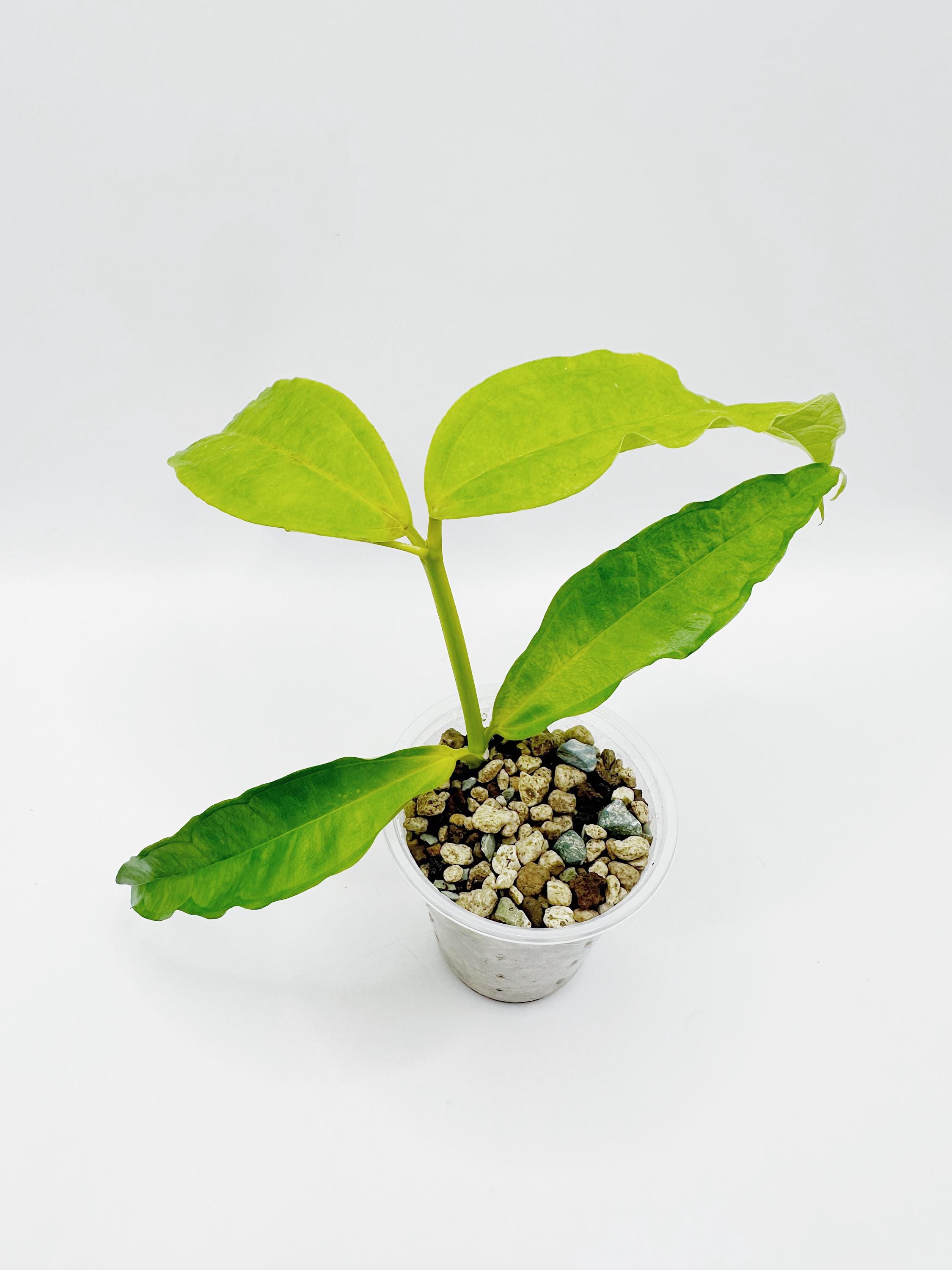 Hoya Medinillifolia - Etsy