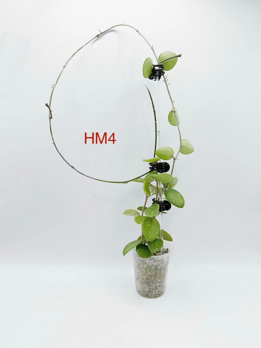 Hoya Mathilde Rooted Active Growth Point Free Surprising Cutting/rare Hoya Mathilde Rooted Active Growth Point Free Surprising Cutting/rare