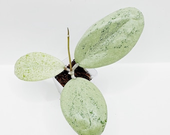 Hoya Sp. Kalimantan Mini Coin Silver Splash Rooted Active Growth
