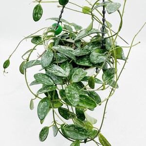 Hoya Lima Splash UNROOTED Cutting Rare Hoya - Etsy