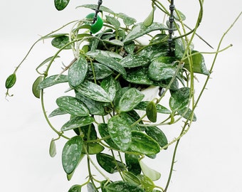 Hoya Lima Splash UNROOTED Cutting Rare Hoya