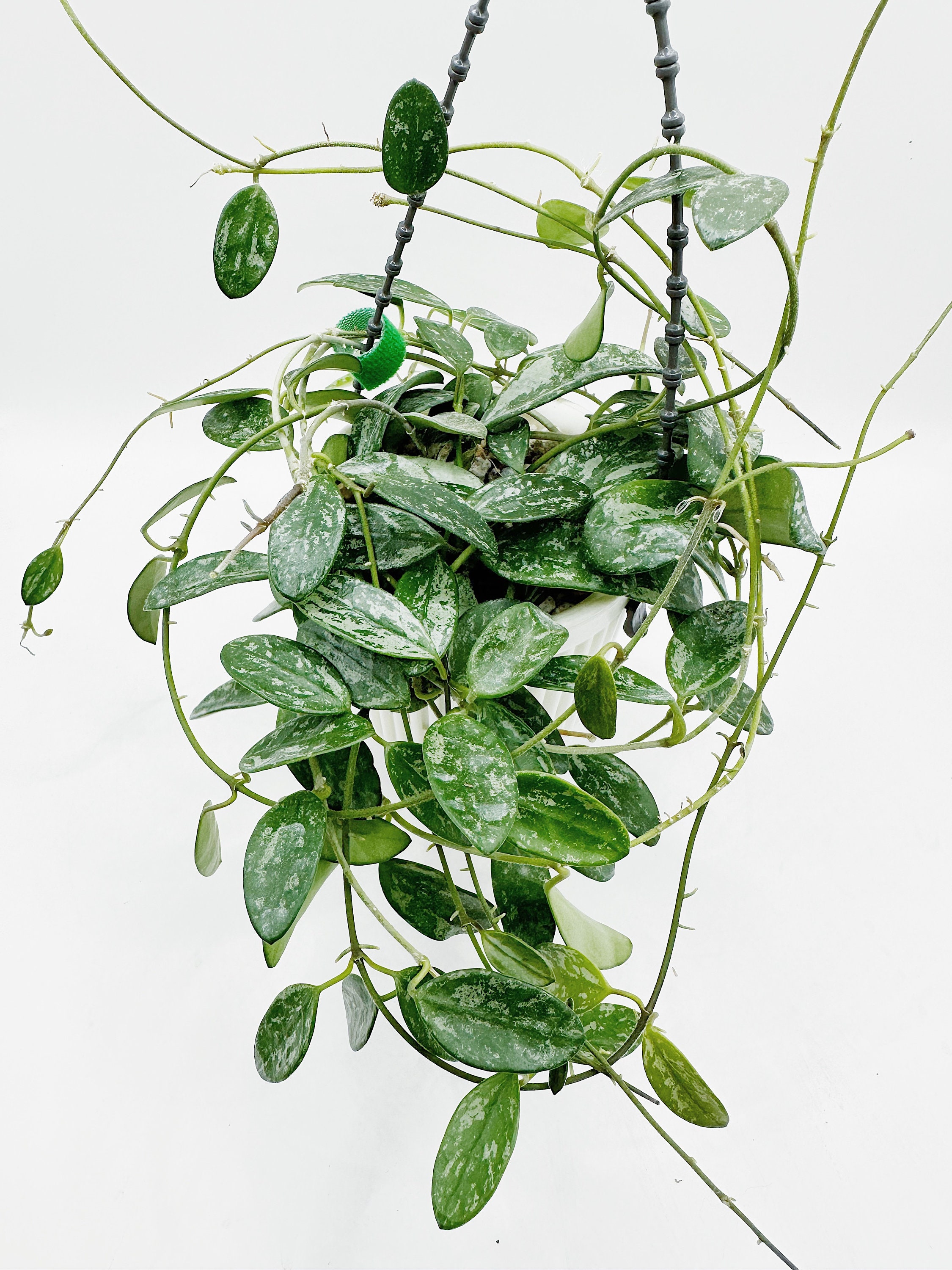 極めて希少種 レア ホヤリマHoya lima splash