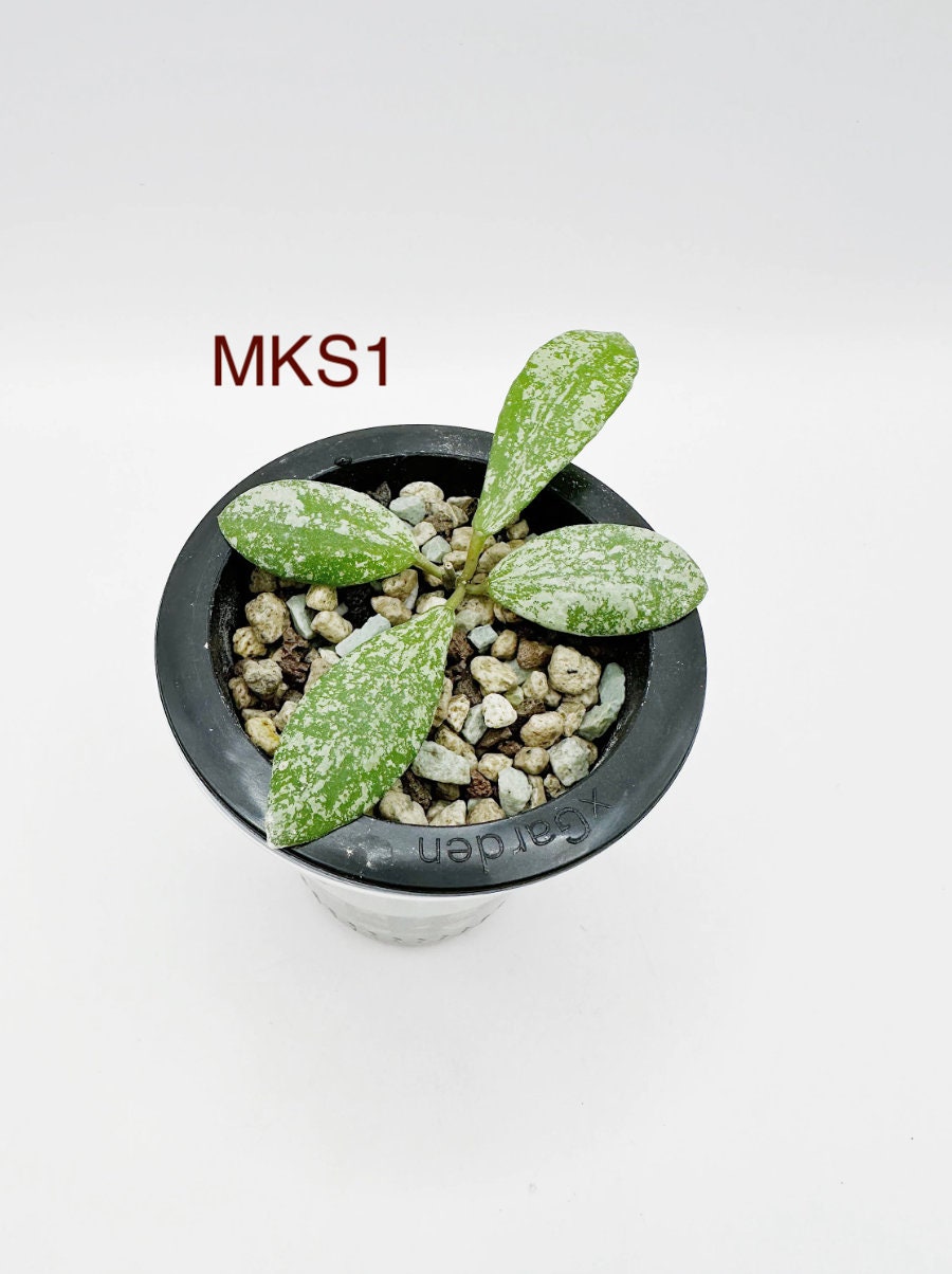 Hoya coin mini (karimantan) 約5センチカップ Hoya sp Kalimantan