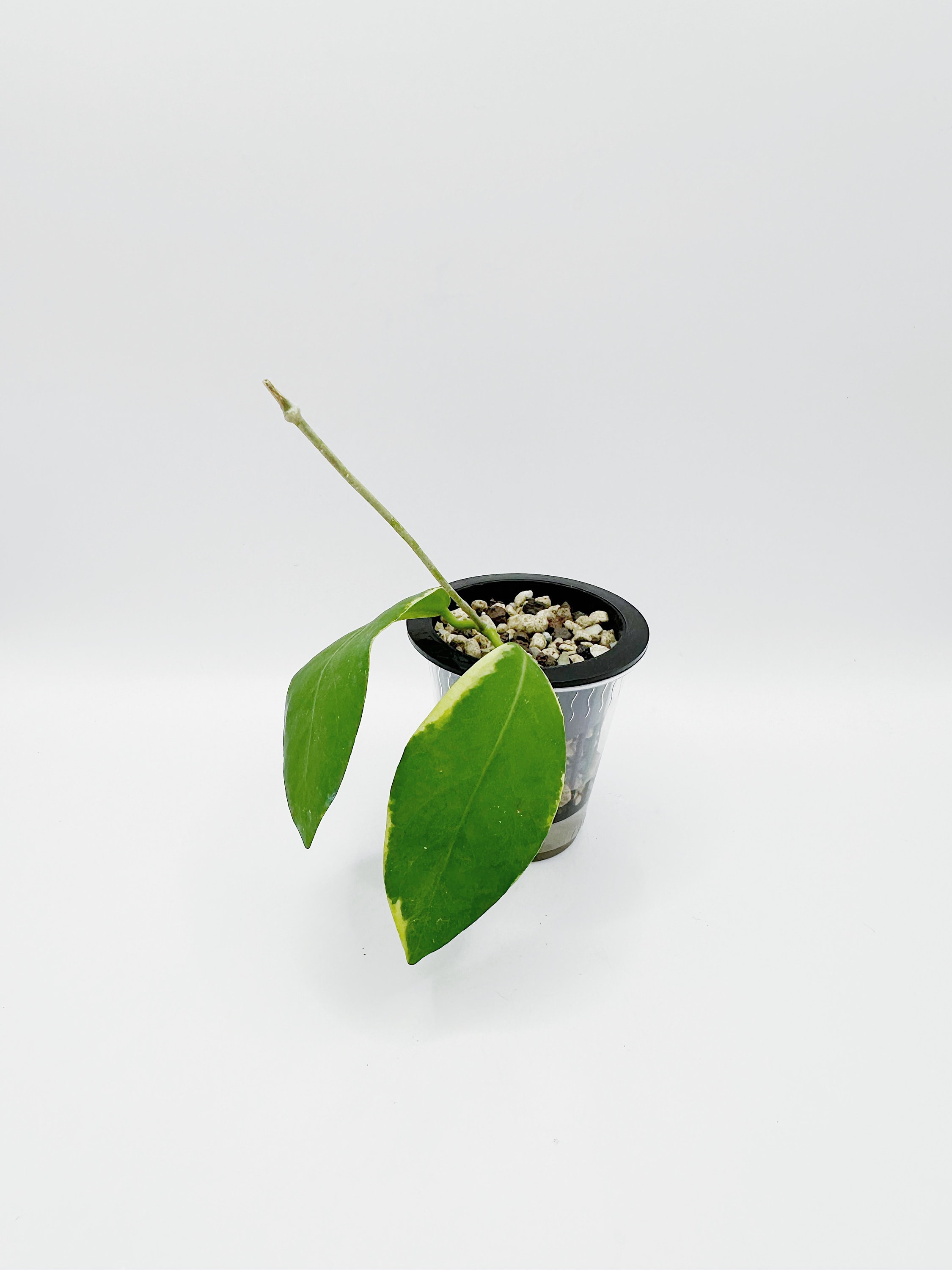Extremely Rare Hoya Pimenteliana Albomarginata Rooted Active