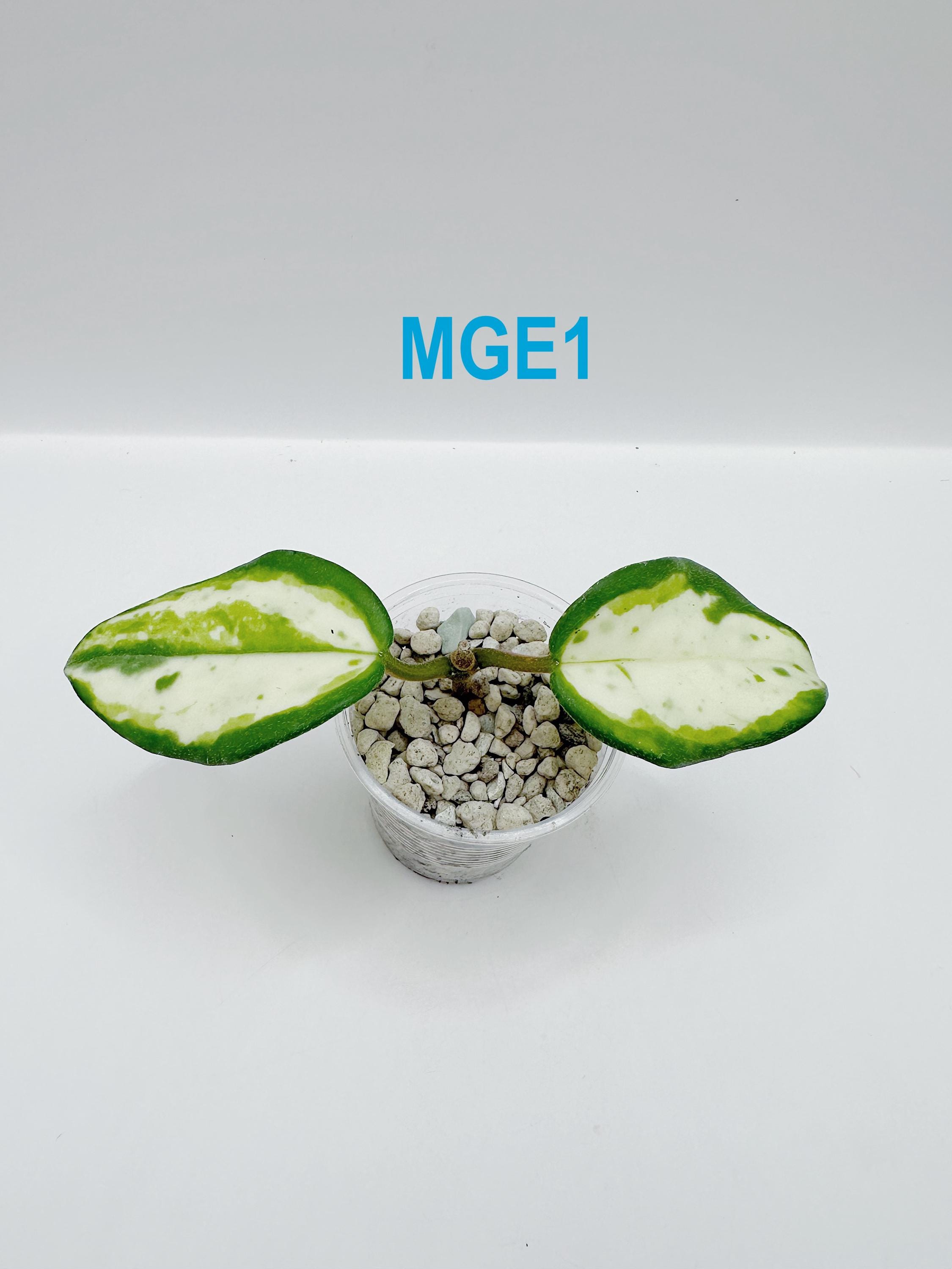 Hoya Madara Snow Angel - Etsy