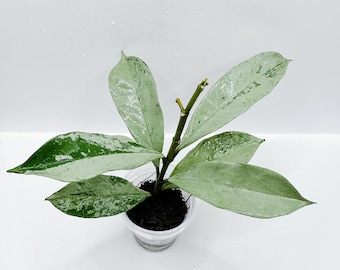 Hoya Curtisii Albomarginata Rooted Active Growth Point + Free