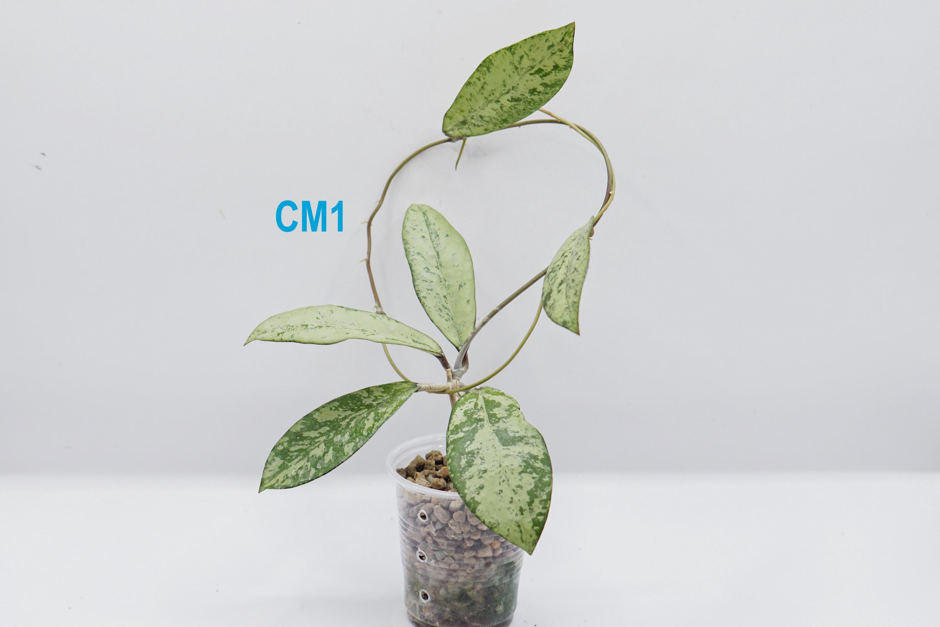 Hoya Crassipetiolata X Michele Splash Clone 2 Rooted Active Growth