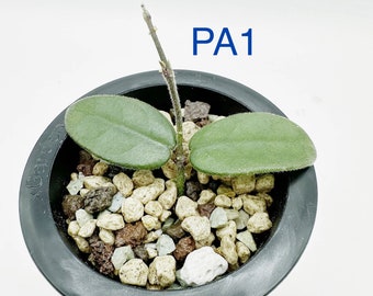 Extremely Rare Hoya Phaseolus Anagularis Rooted Active Growth Point + Free Surprising Cutting/Rare hoya/uncommon