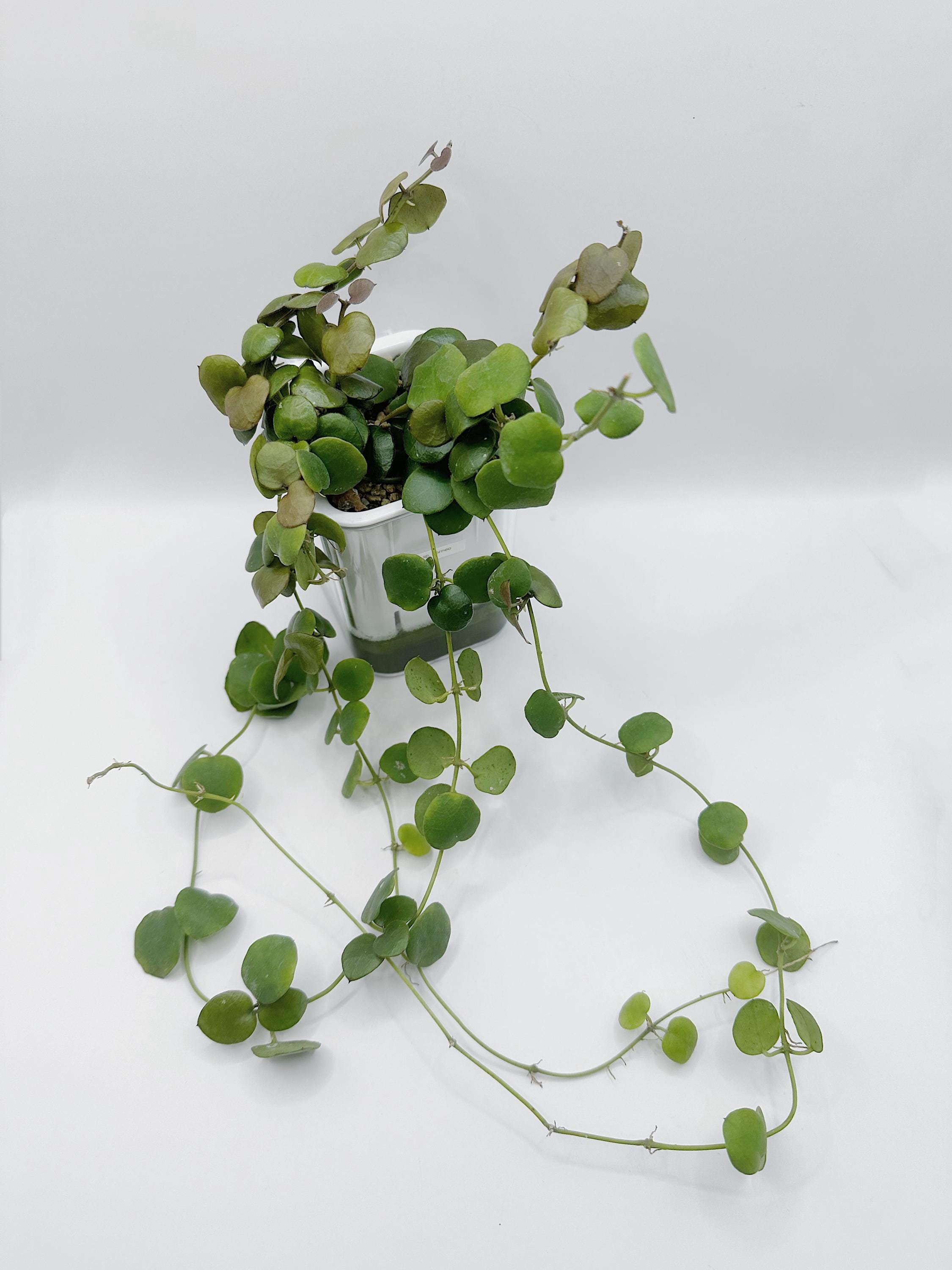 Hoya Sp. Borneo UNROOTED Cutting Rare Hoya - Etsy